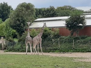 Girafes de Cerza